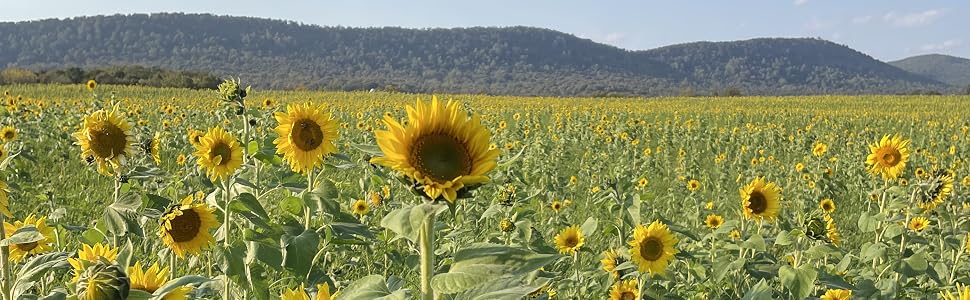 Sunflowers from Mountain Maryland