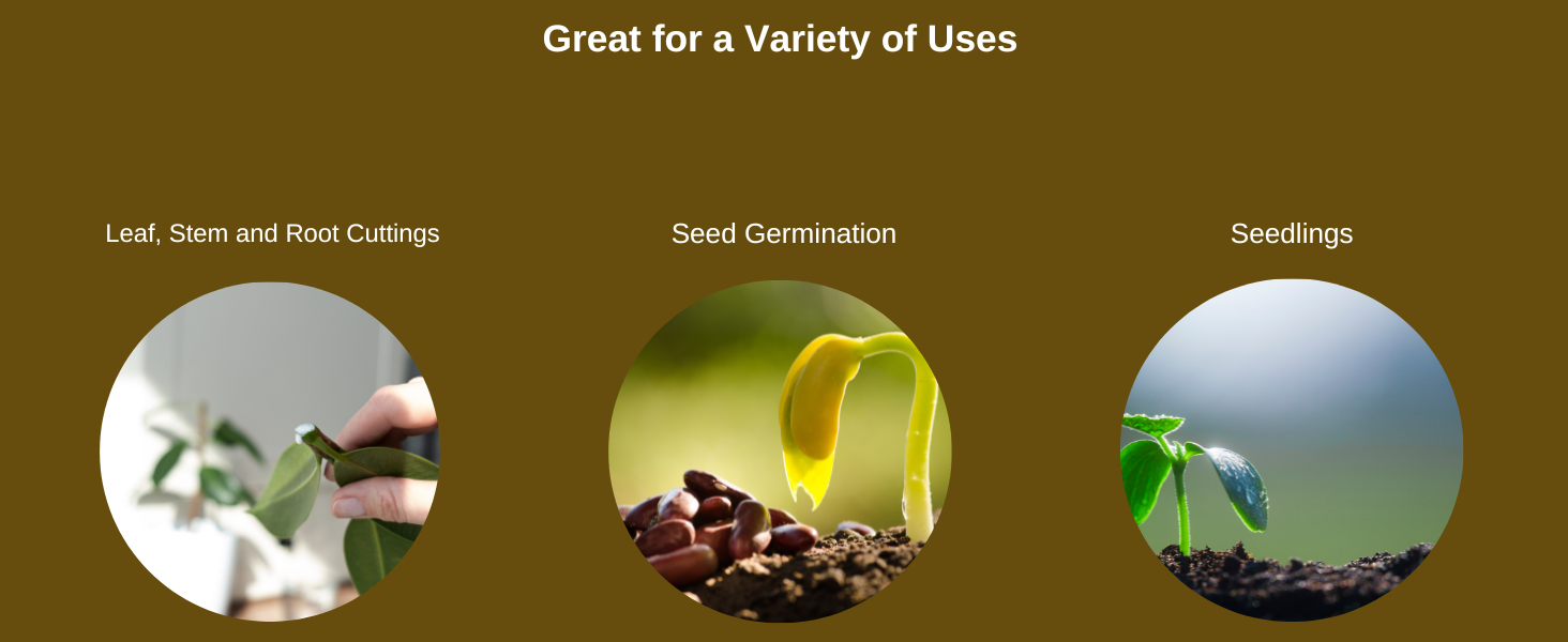 Seed