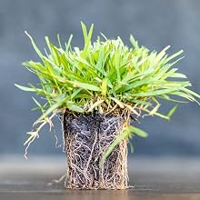 Zoysia