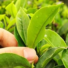 Ethical Tea Partnership