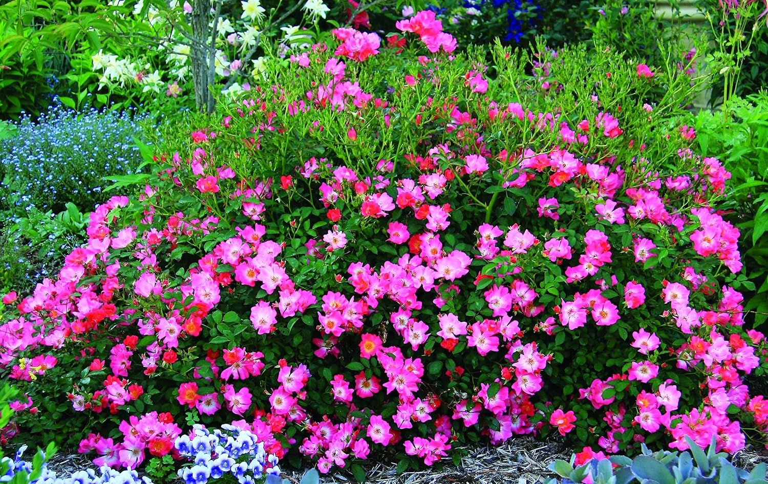 Drift Roses - Rosa Peach Drift (Rose) Rose, double peach flowers, #2 - Size Container