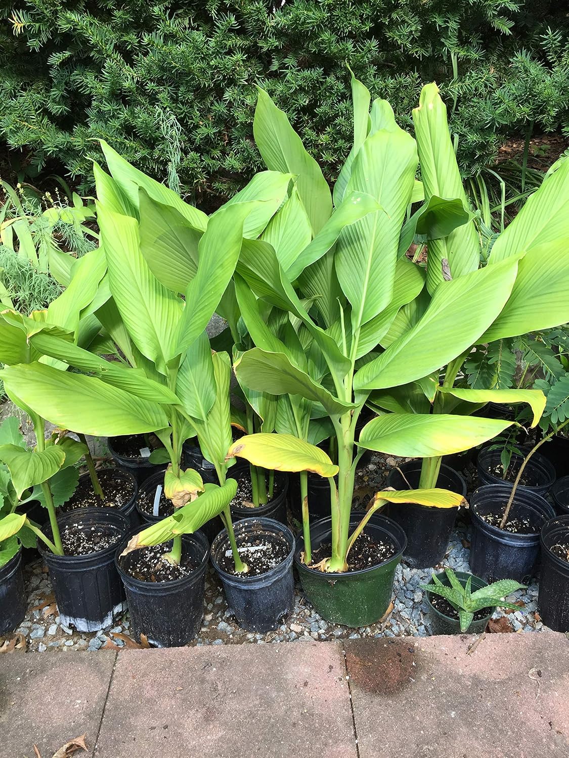 White Turmeric- Zedoary /Thai White Kha-Mint Live Plant