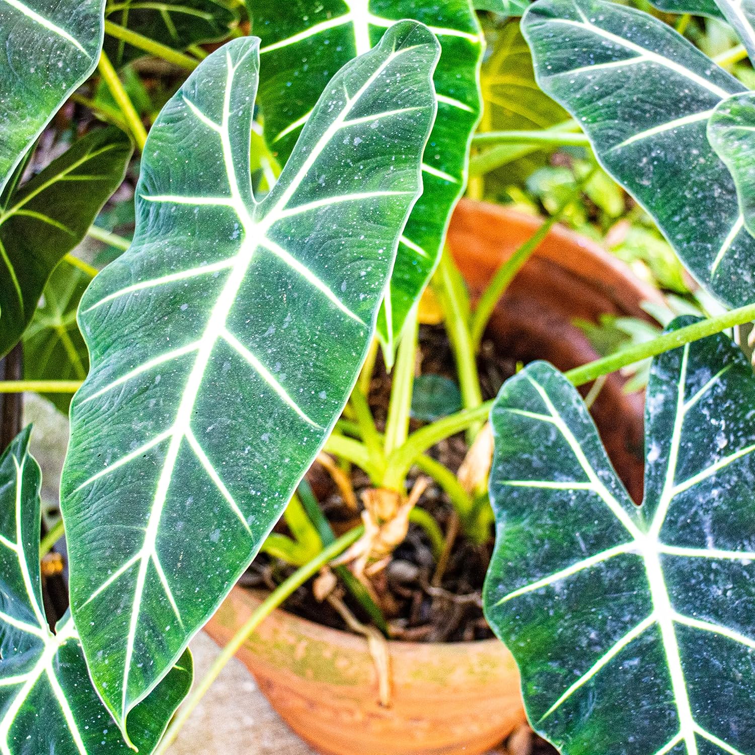 Stingray Elephant Ear Live Plant - Alocasia stringray by Wellspring Gardens - Alocasia - Unique Foliage - Versatile Plant - Tropical Plant
