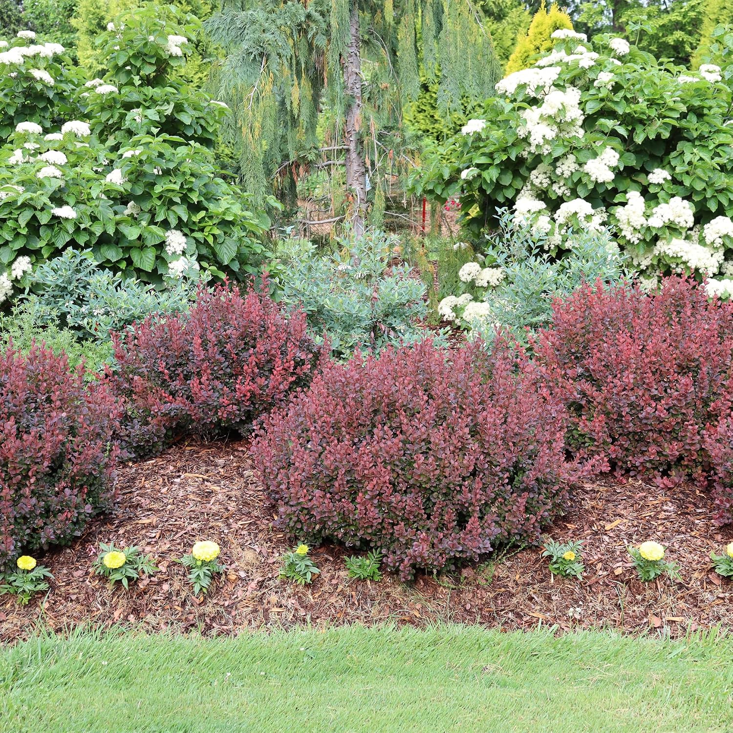 2 Gallon Proven Winner Sunjoy Mini Maroon Barberry Shrub