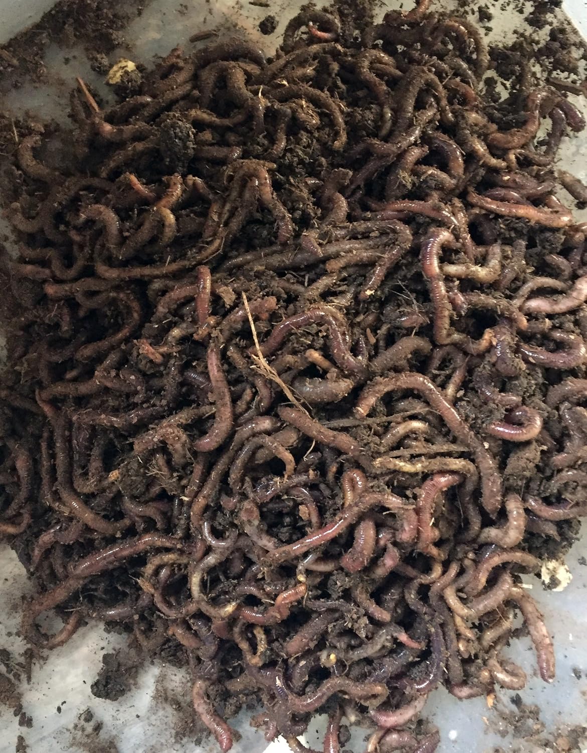 1000 WWJD Worms Red Wigglers Compost Worms