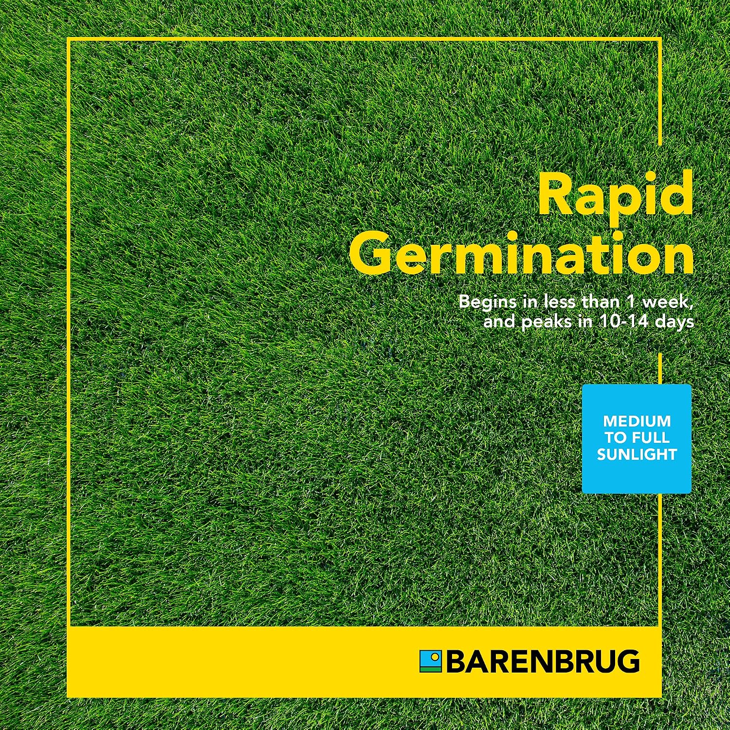 Barenbrug Turf Star Regenerating Perennial Ryegrass Lawn Seed with Yellow Jacket Seed Coating, Fast-Acting Durable Grass Seed Mix for Lawns