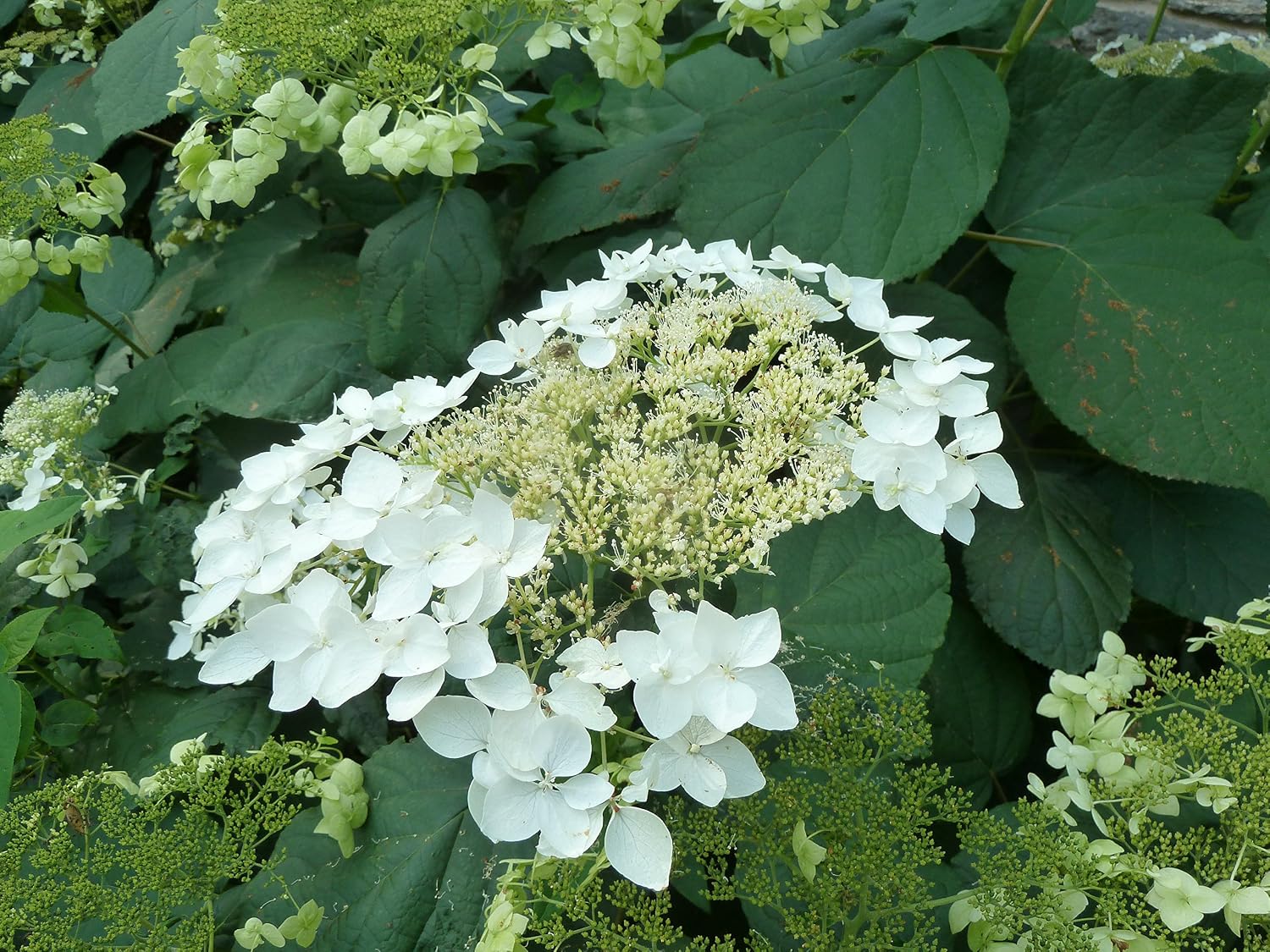 First Editions - Hydrangea pan. Vanilla Strawberry (Panicle Hydrangea) Shrub, white/pink/red flowers, #3 - Size Container
