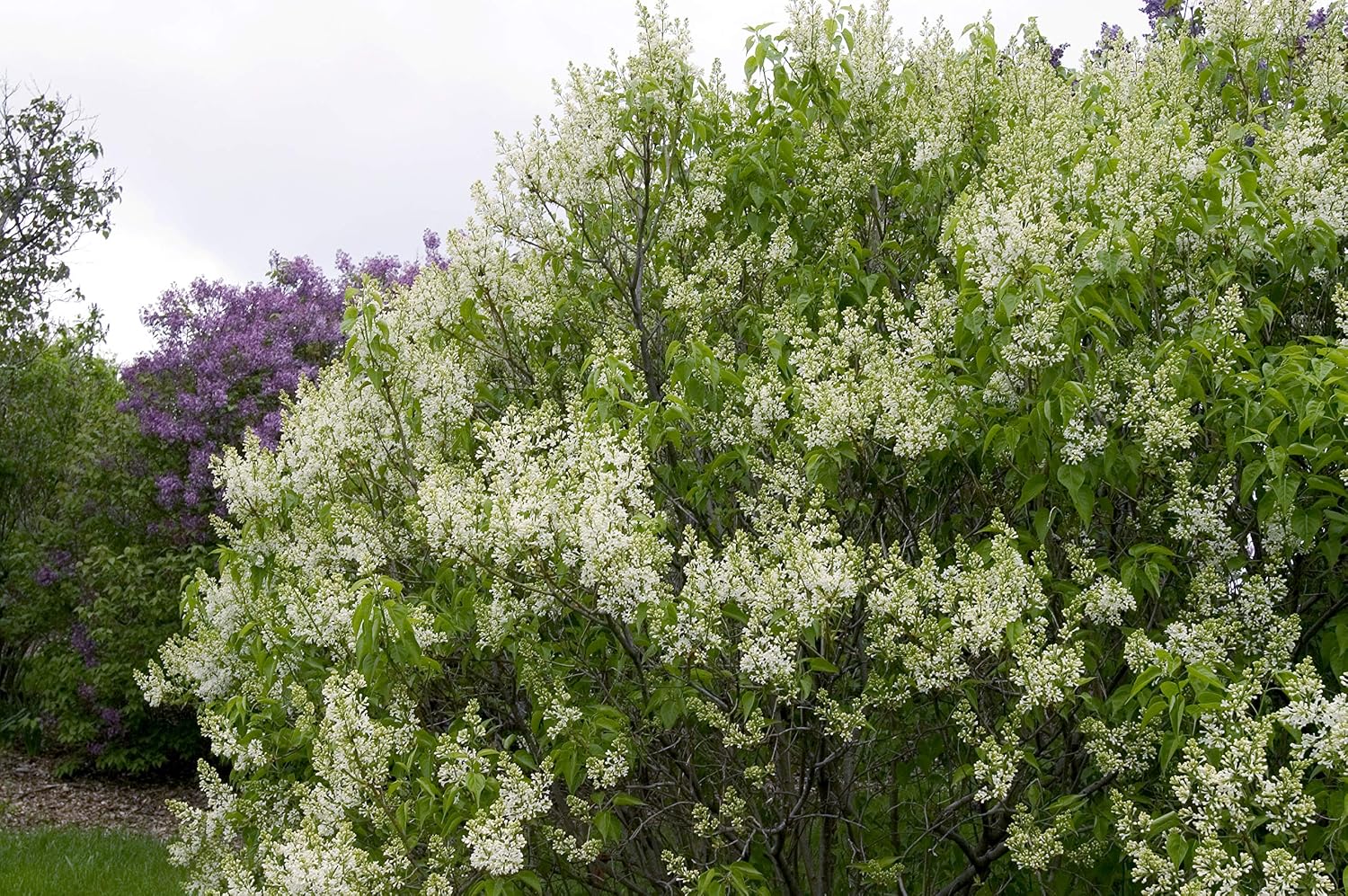 Proven Winners - Syringa x Bloomerang Dark Purple (Reblooming Lilac) Shrub, dark purple flowers, #3 - Size Container