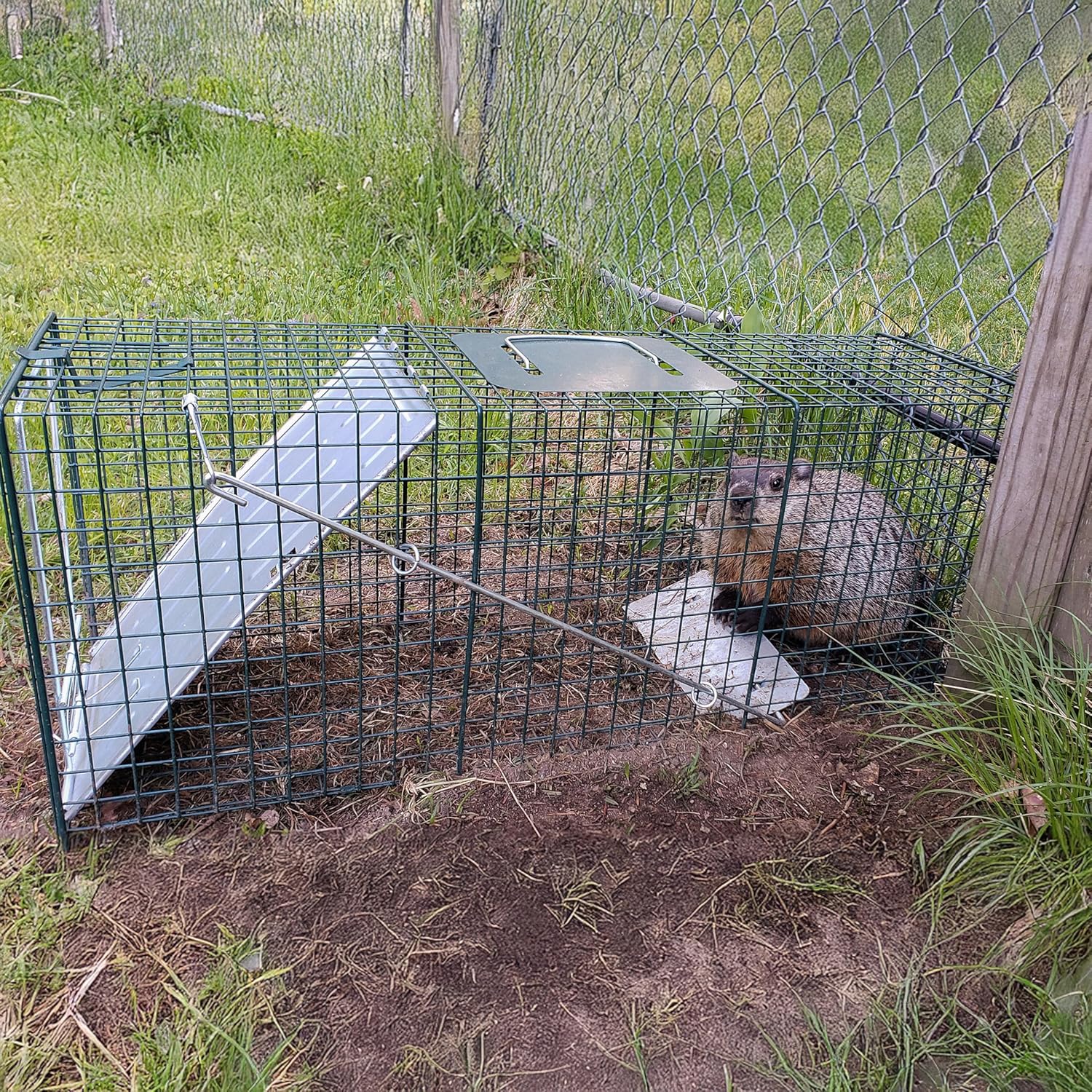 HOMESTEAD Heavy Duty Live Trap - Professional Style One-Door Live Animal Traps for Rabbit, Squirrel, Possum, Skunk, Kitten, Mink Small