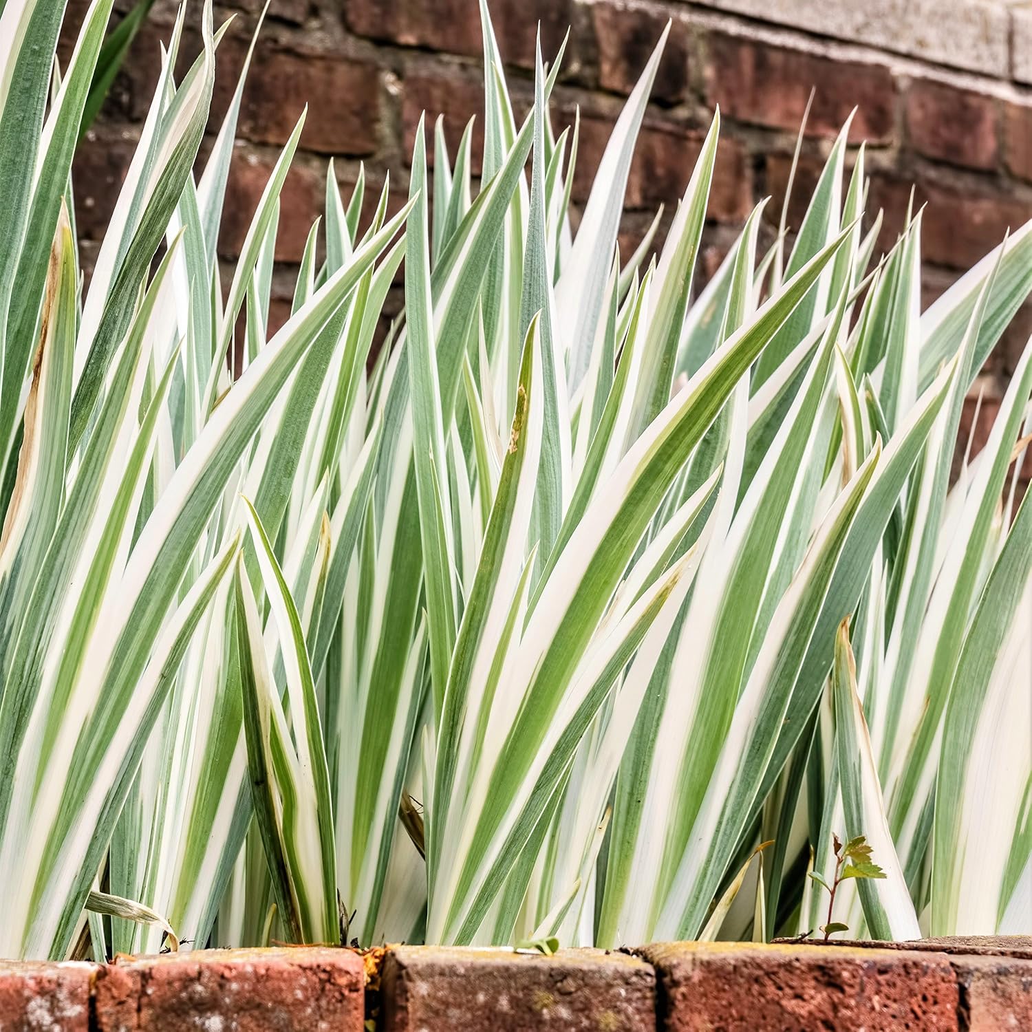 Easy to Grow Iris Pallida Variegata Pack of 1 Potted Flower Bulb - Rooted & Established in 4" Quart Pot