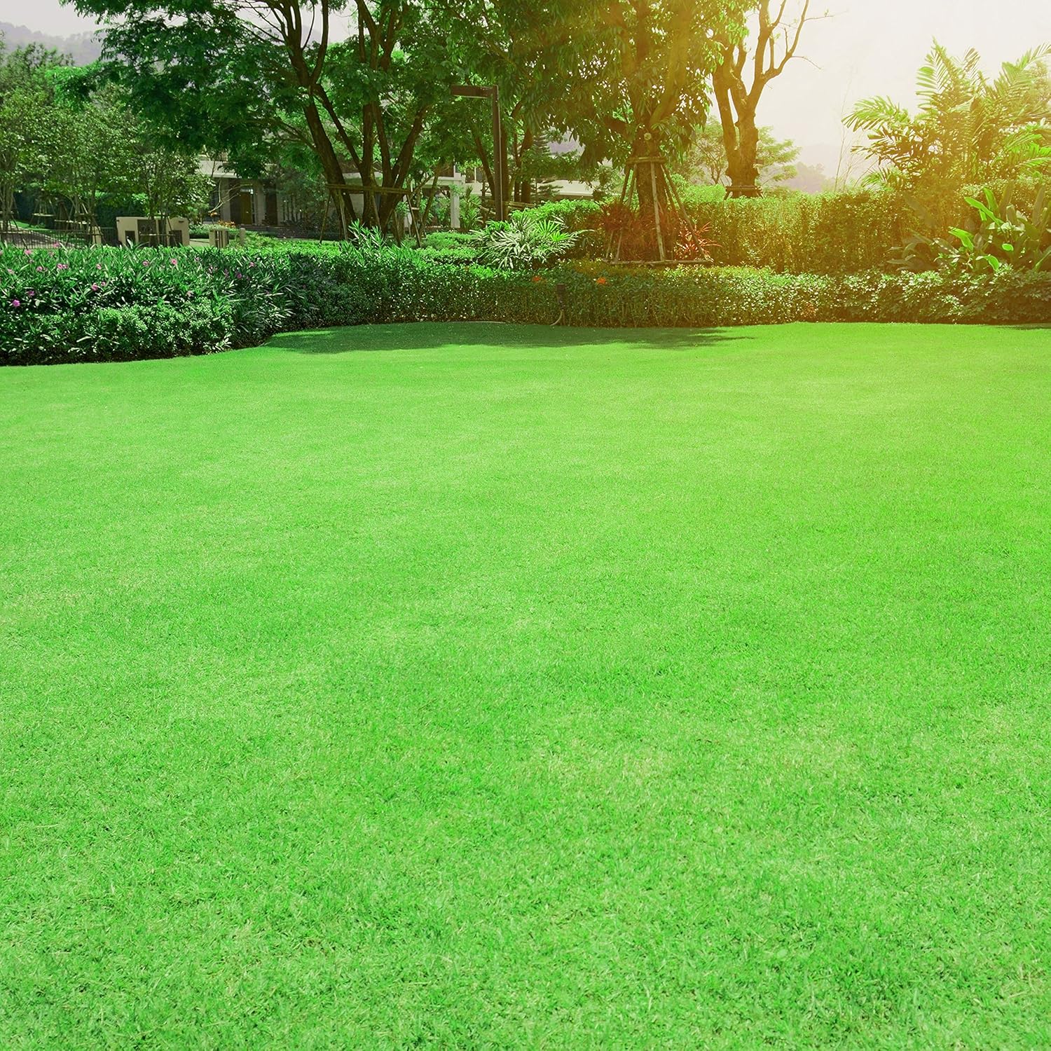 Outsidepride Oasis Bermuda Grass Seed - 5 lbs Warm Season, High Traffic, Heat Resistant, Drought-Tolerant, Low-Maintenance, Fast Growing Turf Grass for Lawn, Ideal for Sunny Areas, Thick Coverage