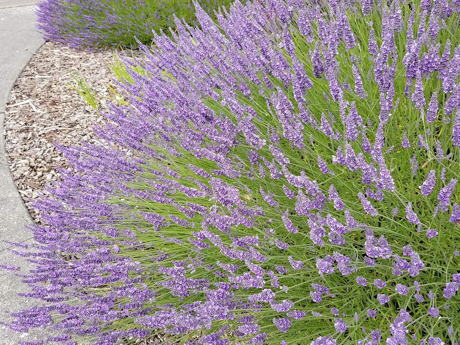 L+ Provence Lavender — 1 Live Plant in 2.5QTs — Blue-Purple Flowers — Fragrant, Bee-Friendly, Drought & Deer Resistant Perennial — Zones 5–9