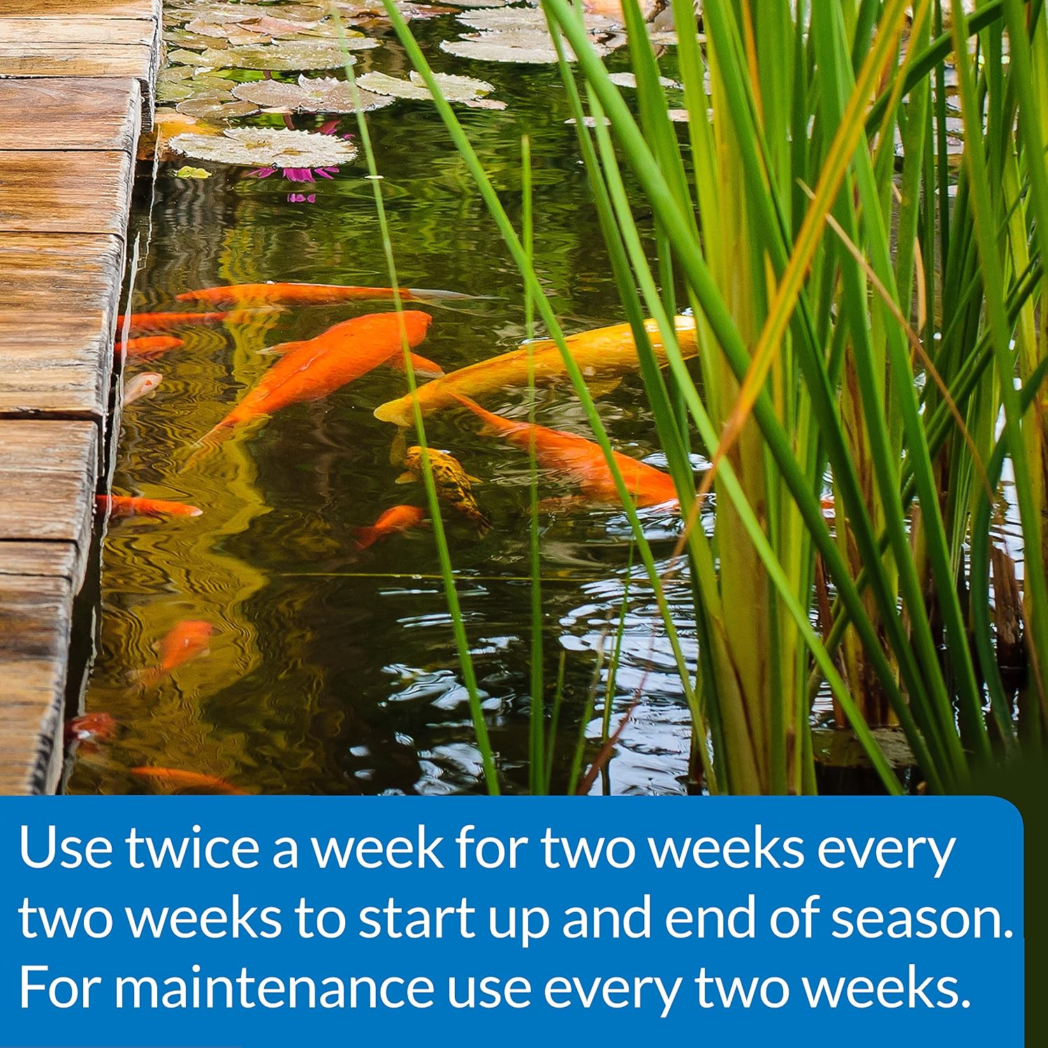 API POND-ZYME SLUDGE DESTROYER (1 Pound) Pond Cleaner with Natural Pond Bacteria - Up to 16,000 Gallons - Reduces Fish Waste Buildup - Consumes Muck & Sludge - Spring Start Up & Regular Care