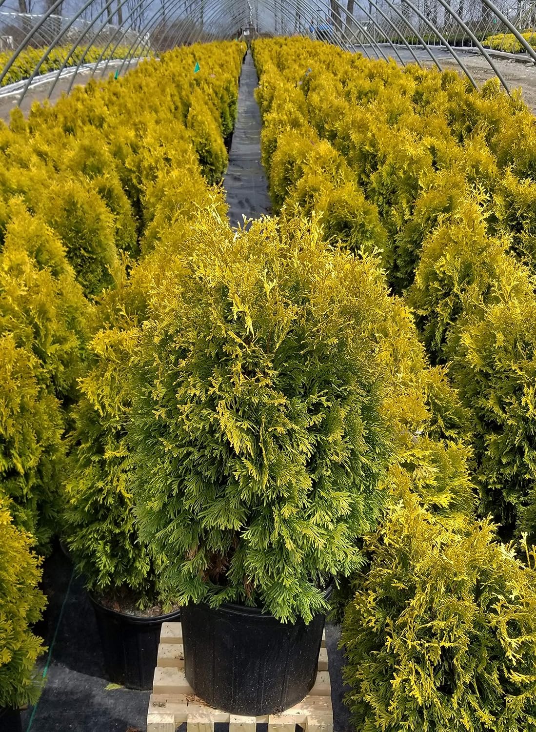 Live Plant Thuja-X Green Giant Evergreen Tree (Western Arborvitae), 3-Gallon Fully Potted Plant from Green Promise Farms