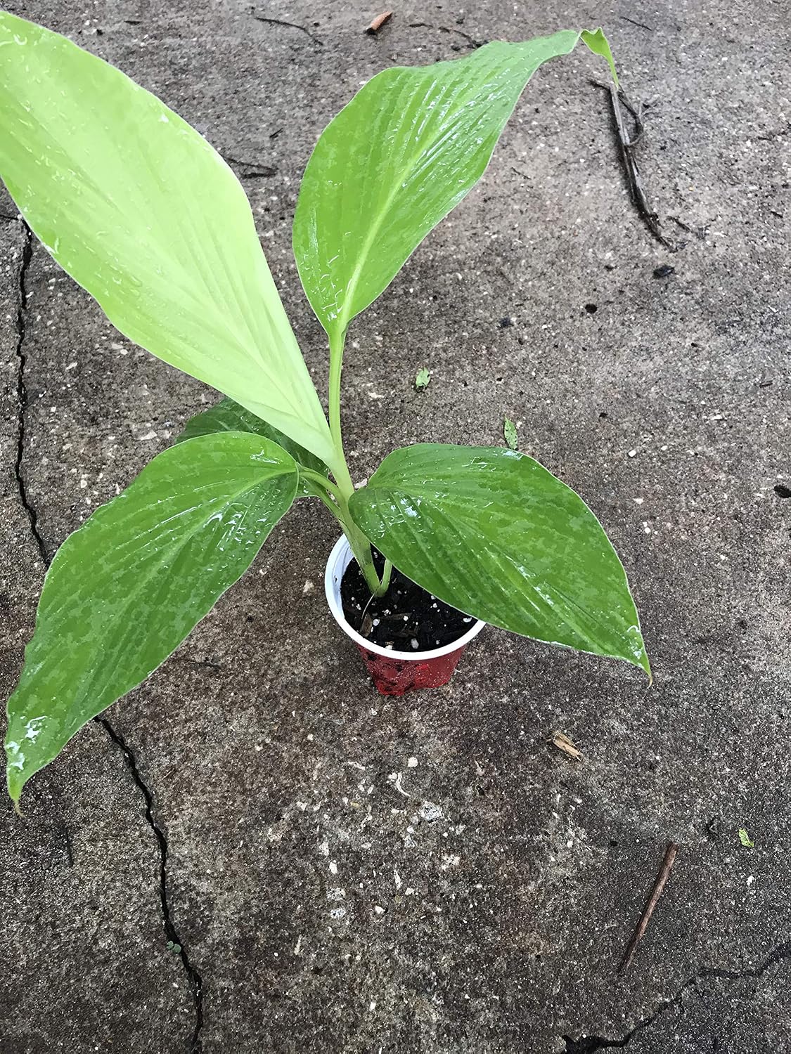 Organic Turmeric Plants Grow at Home Fresh Curcumin Make Your Own Powder