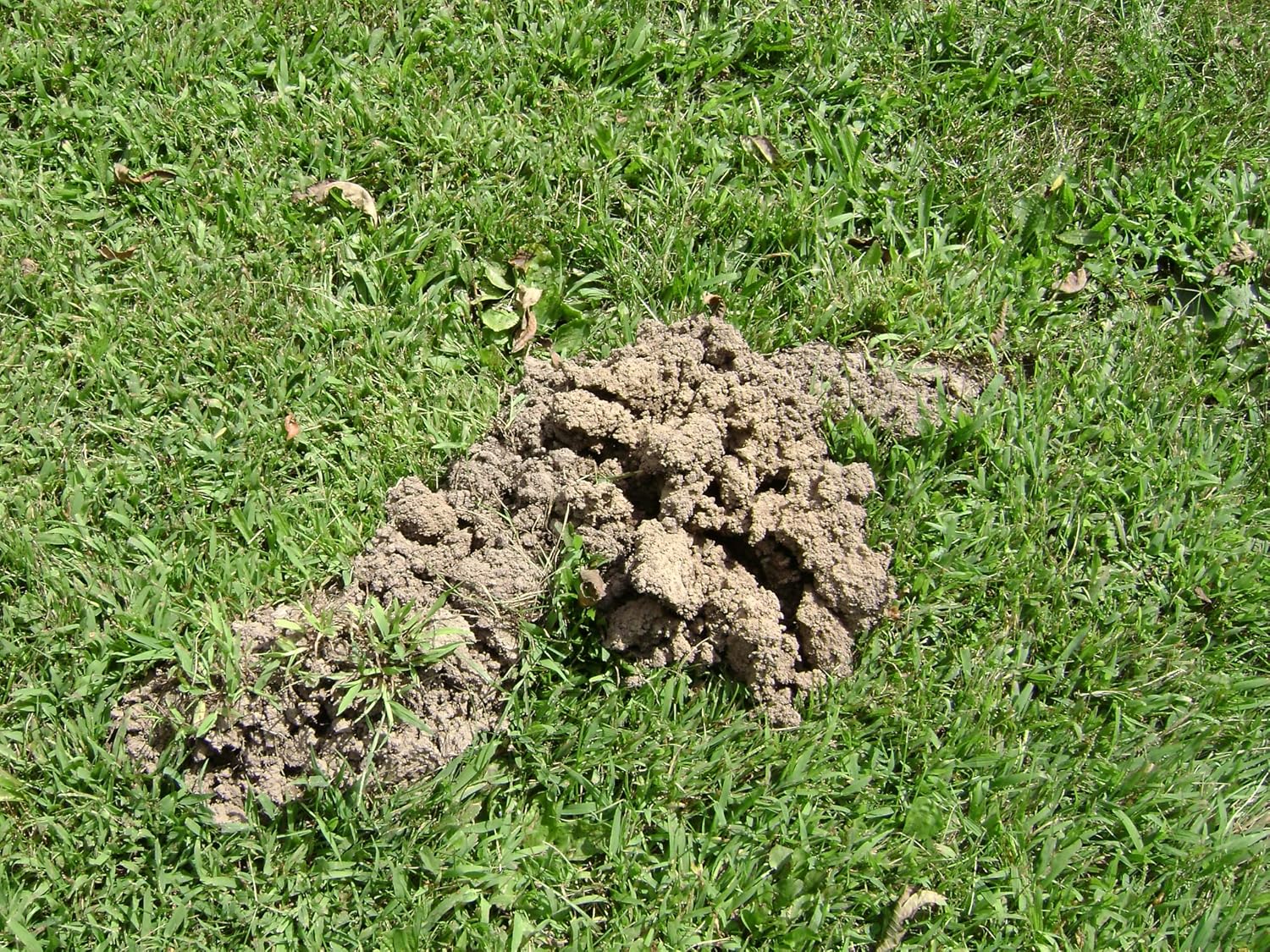 Tomcat Mole & Gopher Repellent Granules, 4 lbs. | Mole Repellent Granules Formulated with Castor Oil, For Lawns