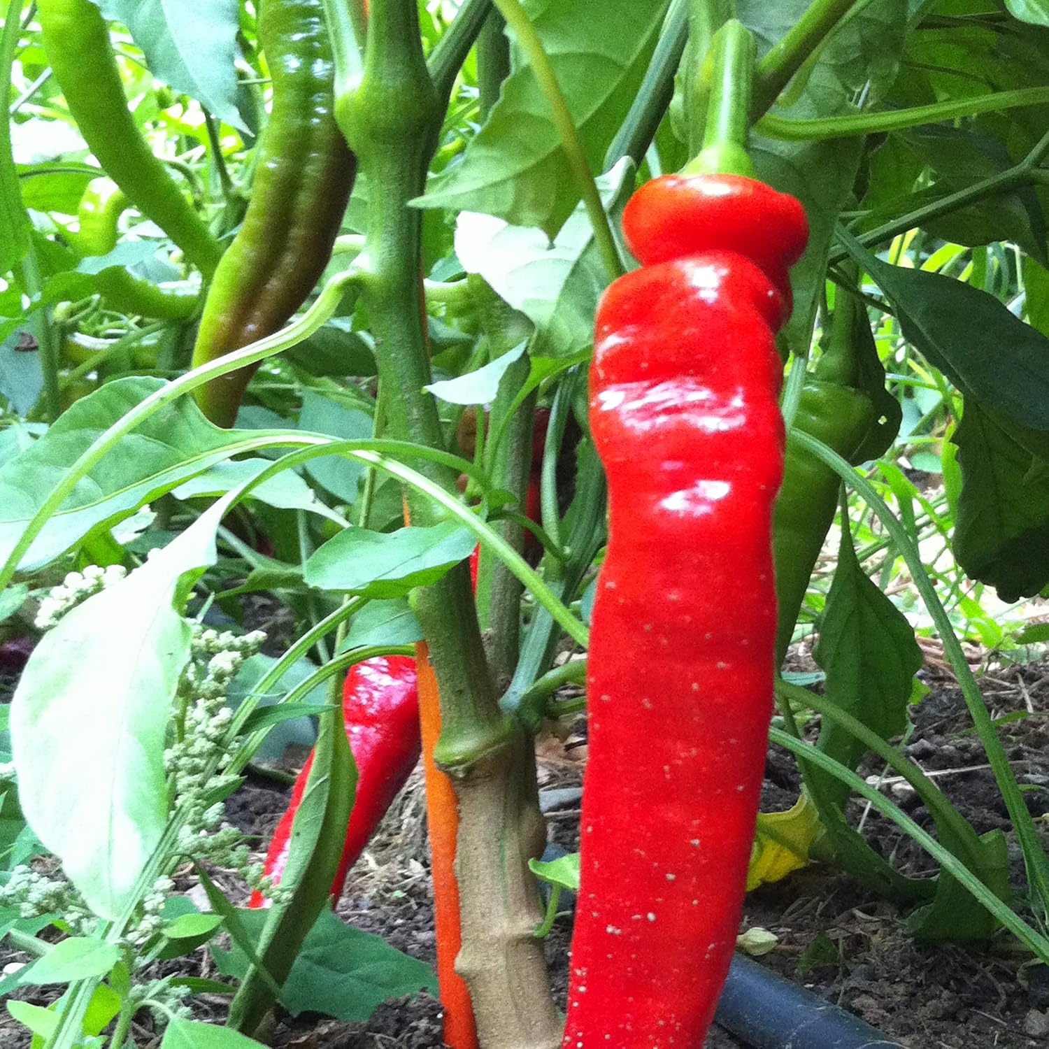 Jimmy Nardello's Heirloom Sweet Pepper Seeds