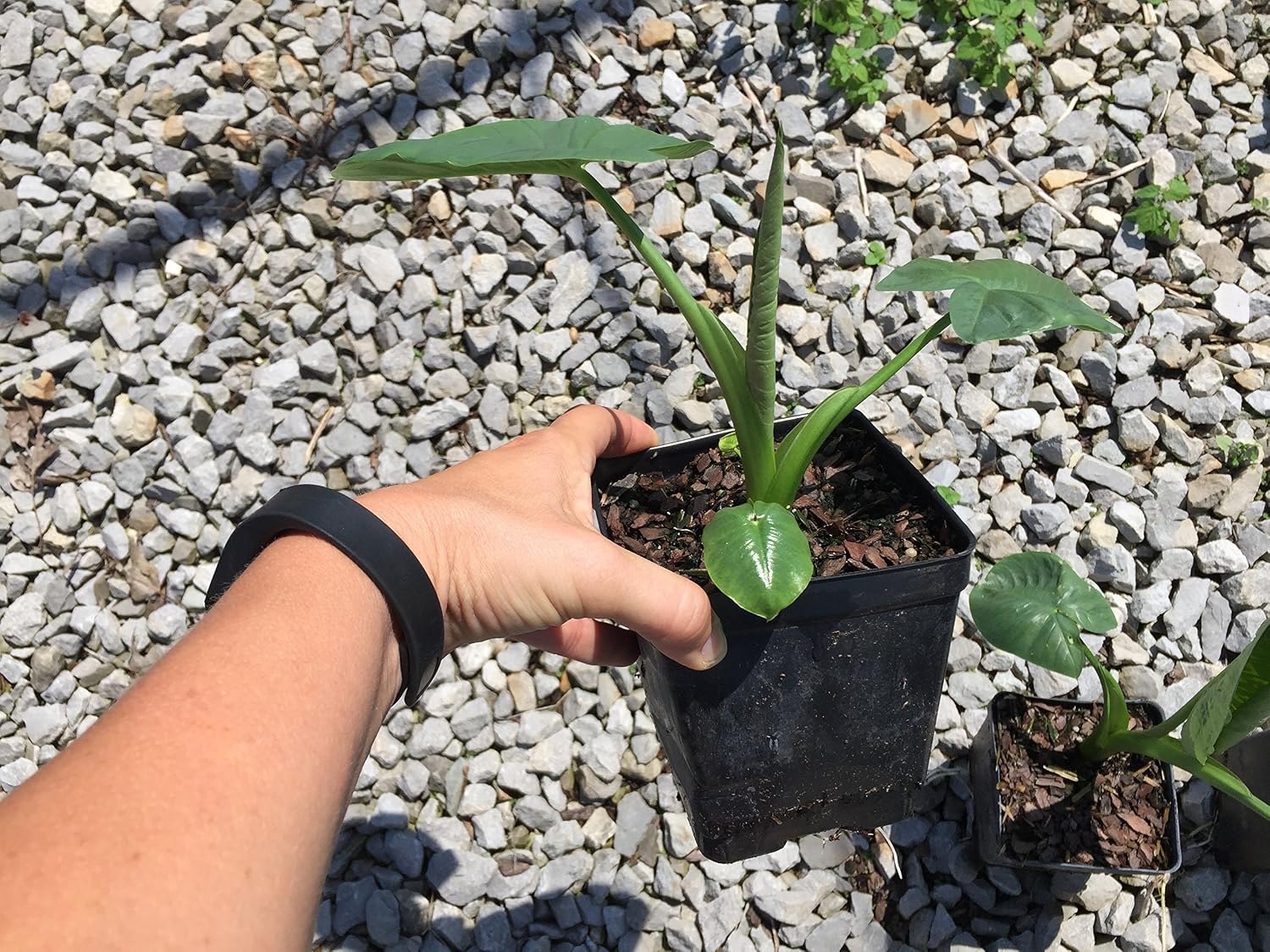 Jack's Giant's Elephant Ears in 4 inch Containers (3 Pots of Plants) Heat and Cold Sensitive. Do not Order in Extreme Weather