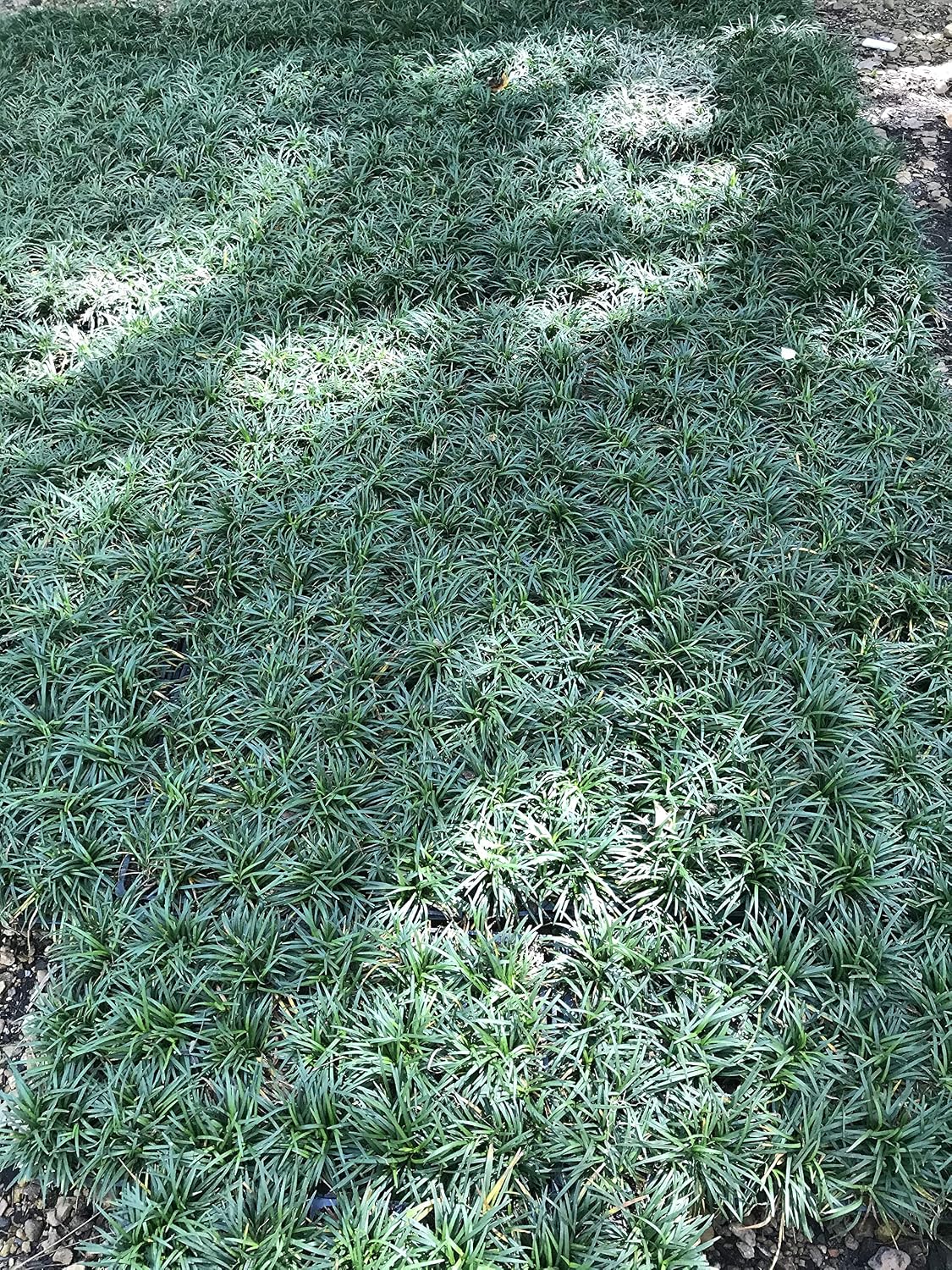 Dwarf Mondo Grass - 54 Live Plants - Shade Loving Evergreen Ground Cover