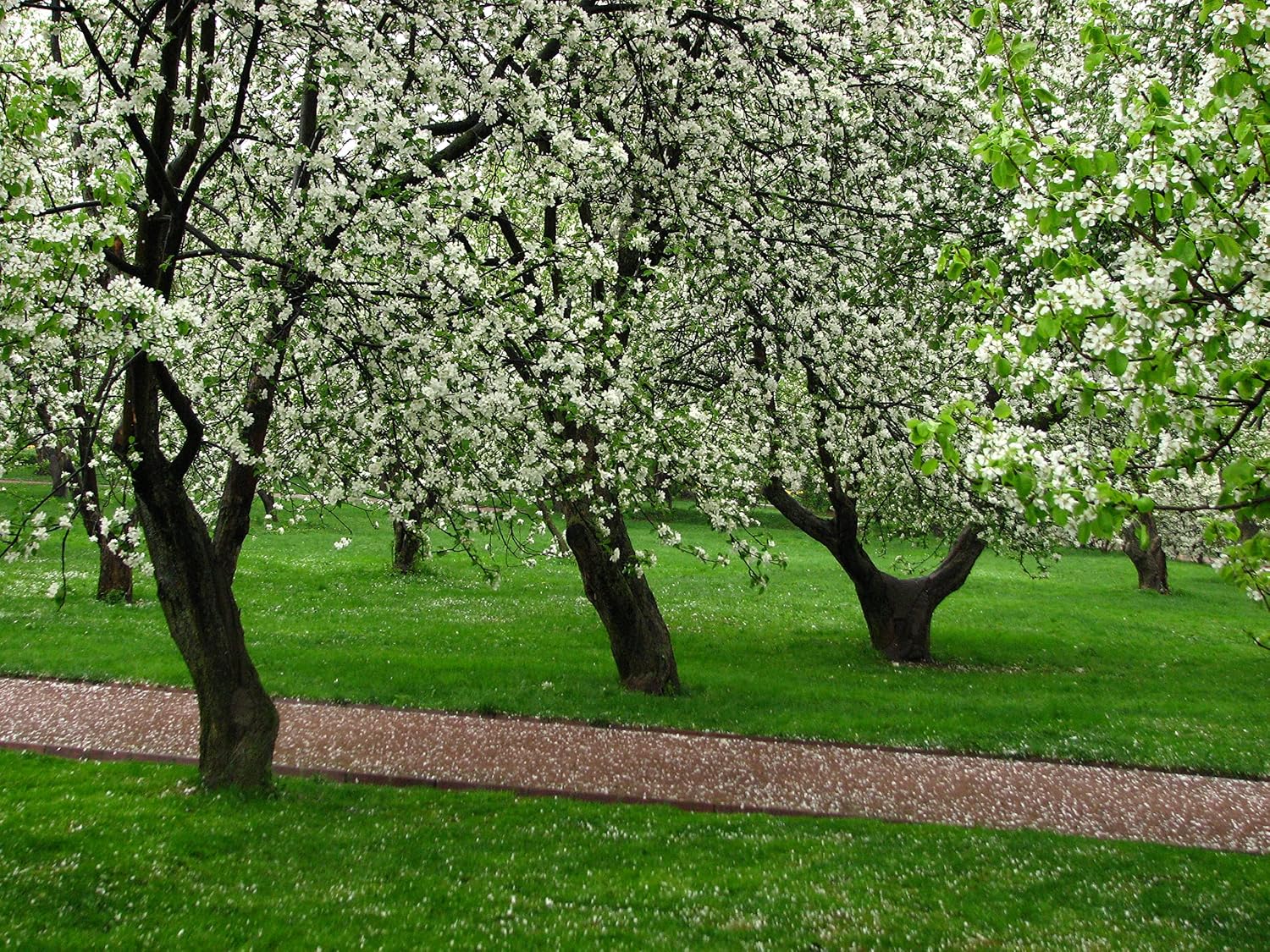 Fuji Apple Tree - Grow Fresh Fruit - Live Plant Shipped 3 Feet Tall by DAS Farms