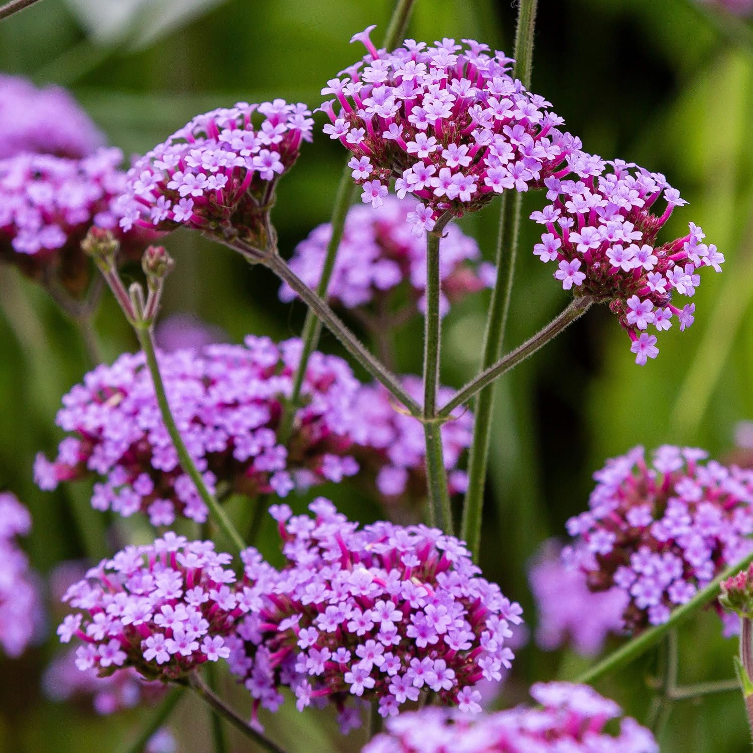 Outsidepride Purpletop Verbena Seeds for Planting - 5000 Pcs. Annual, Drought Tolerant & Easy to Grow, Ground Cover with Fragrant & Vibrant Blooms for Containers, Borders & Pollinator Gardens
