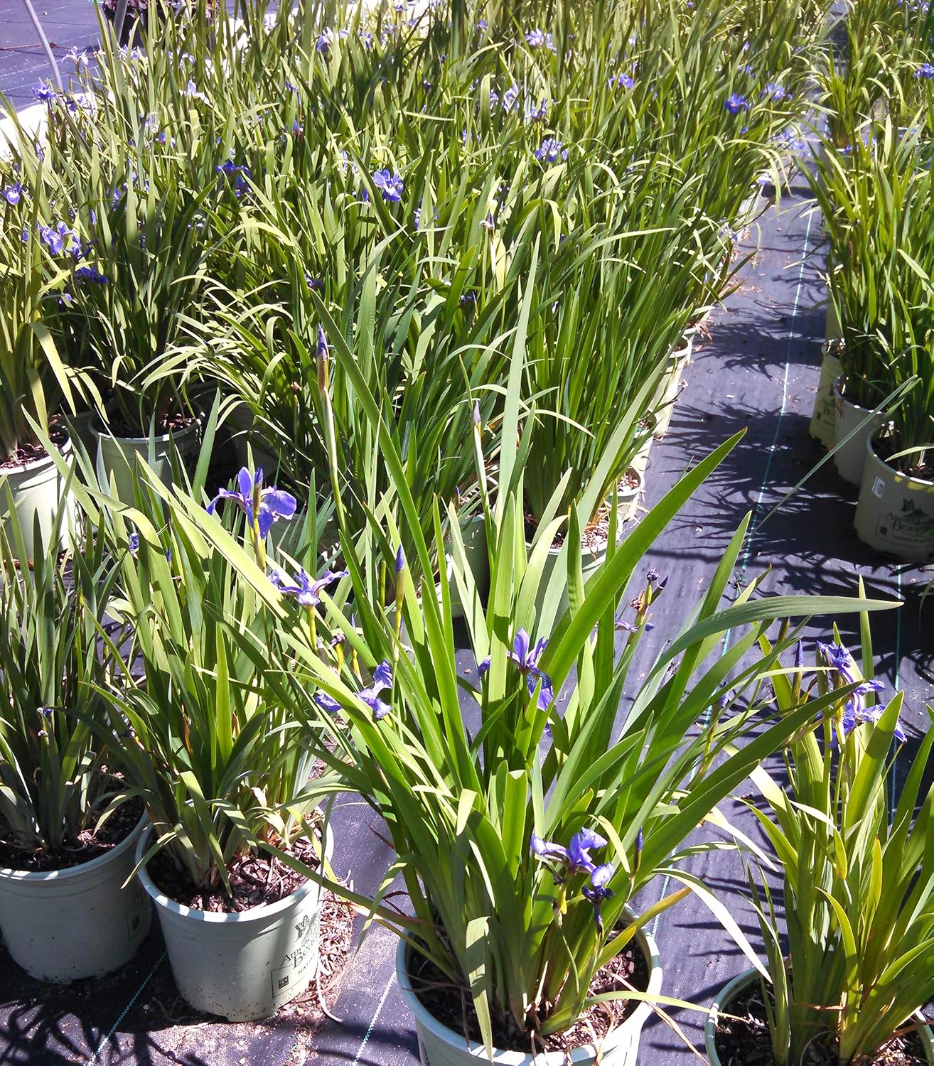 Iris versicolor (Northern Blue Flag Iris) Perennial, blue flowers, 1 - Size Container