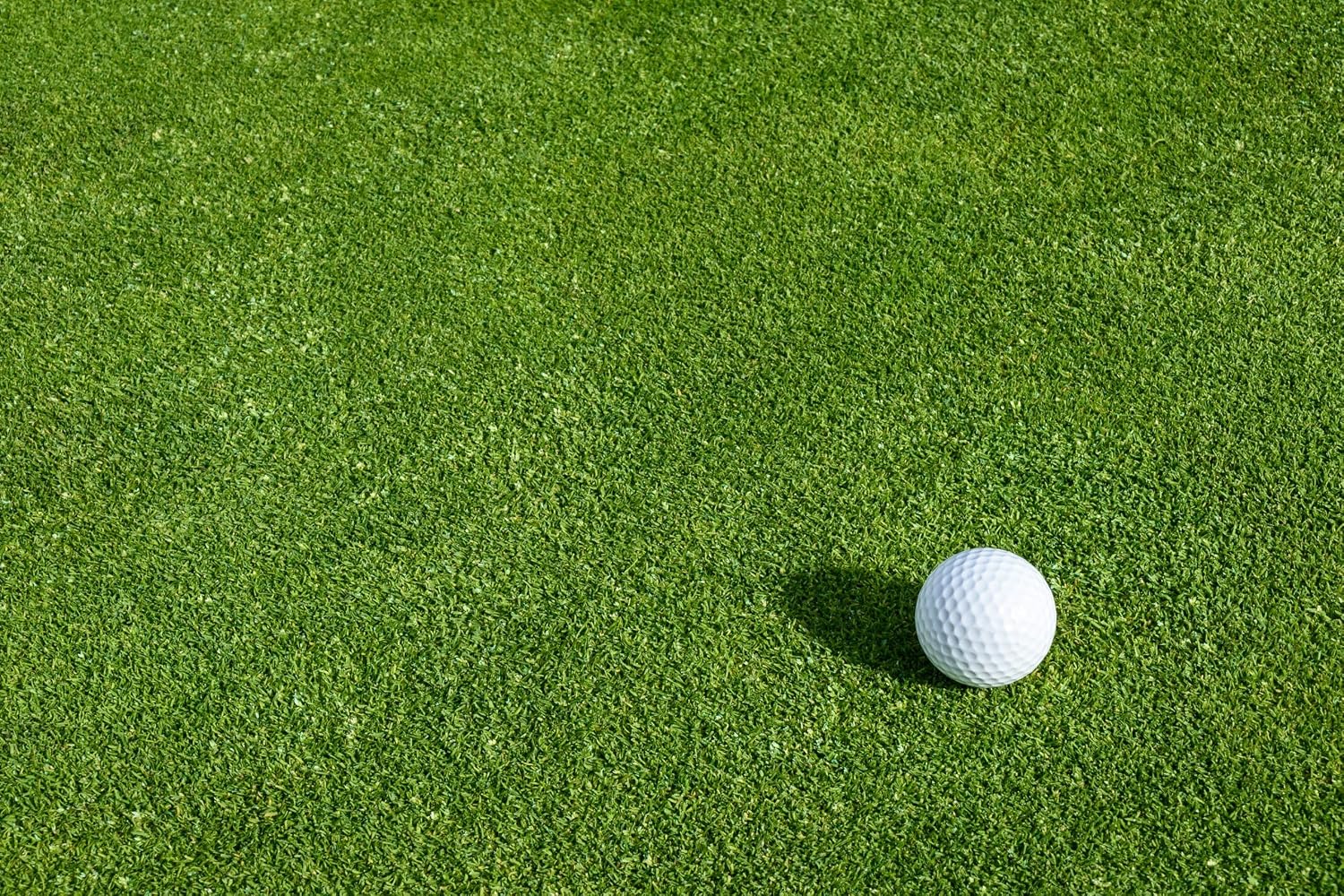 Creeping BentGrass Seeds, 1 Pound