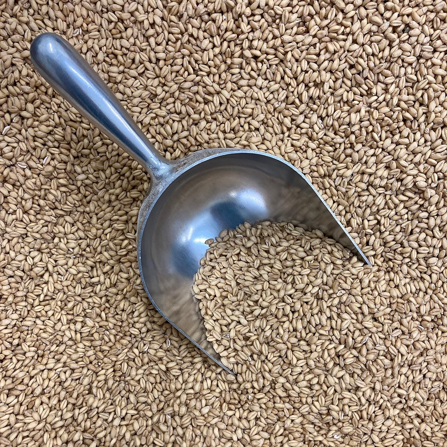 Granite Mill Farms Organic Sprouted Soft White Wheat Berries, 30 OZ