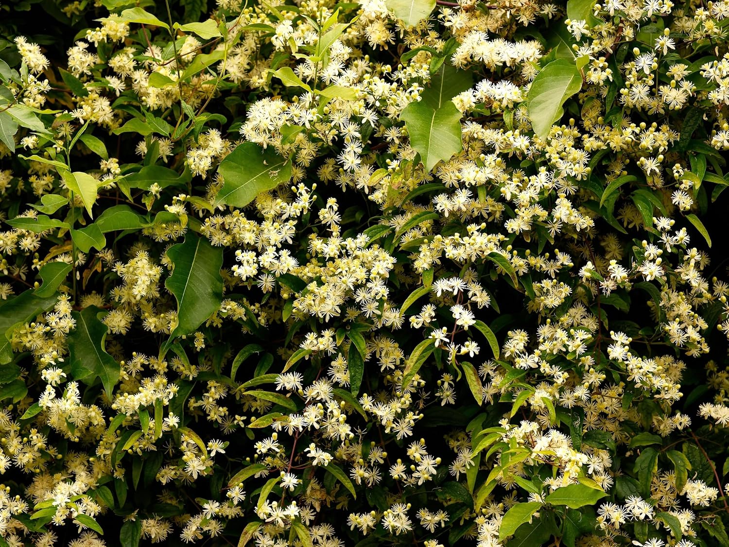 20 White Clematis Virginiana/Virgins Bower Flower Vine Seeds | Virgins Bower, Love Vine