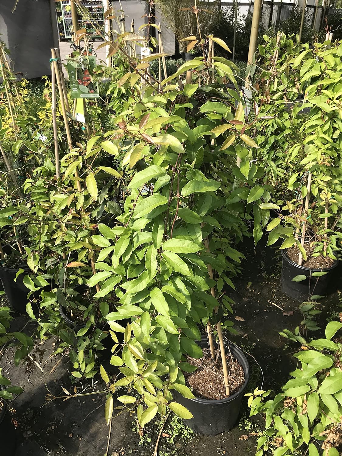 Bignonia Capreolata Crossvine 'Shalimar Red' Climbers and Vines 3 Gallon 36+ Inch Plant Ships with Soil