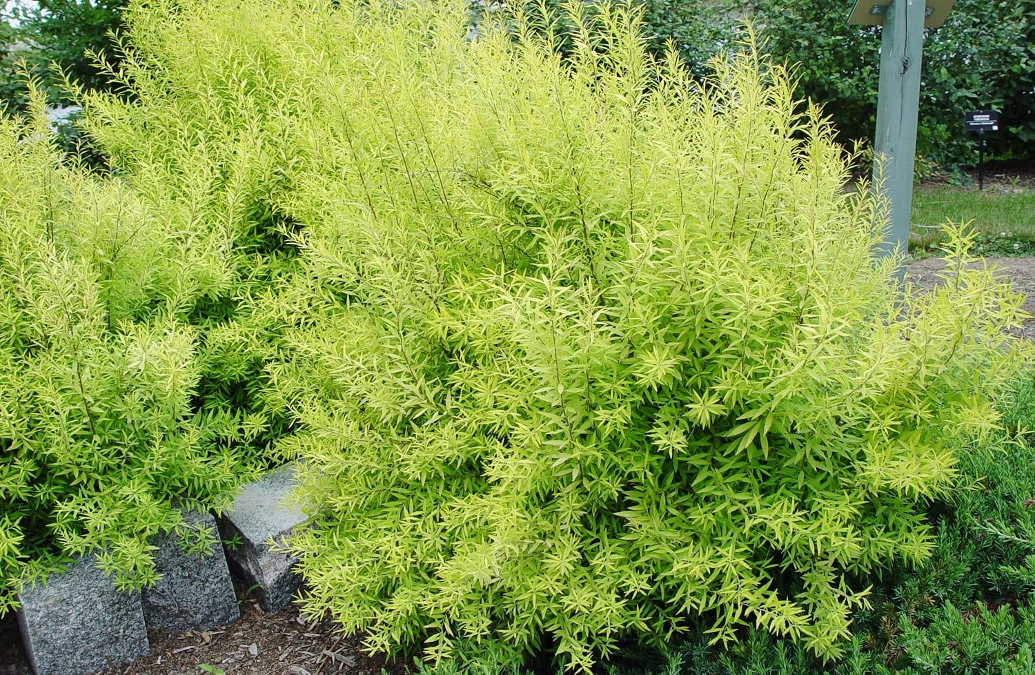 Proven Winners - Spiraea jap. Double Play Gold (Spirea) Shrub, , #3 - Size Container