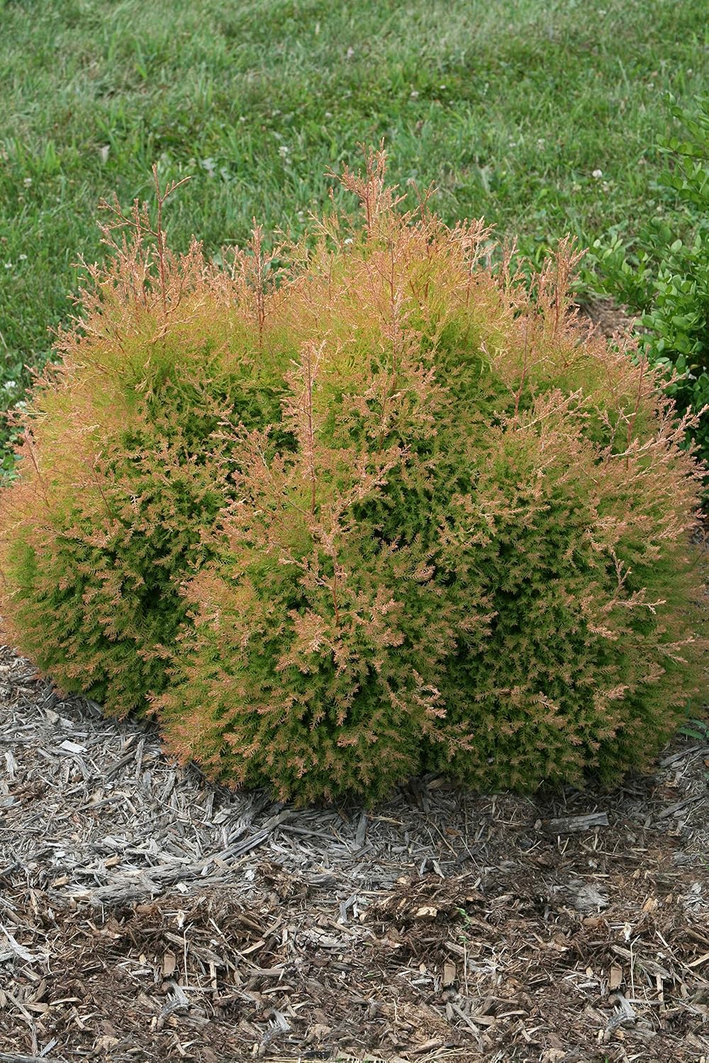 Live Plant Thuja-X Green Giant Evergreen Tree (Western Arborvitae), 3-Gallon Fully Potted Plant from Green Promise Farms