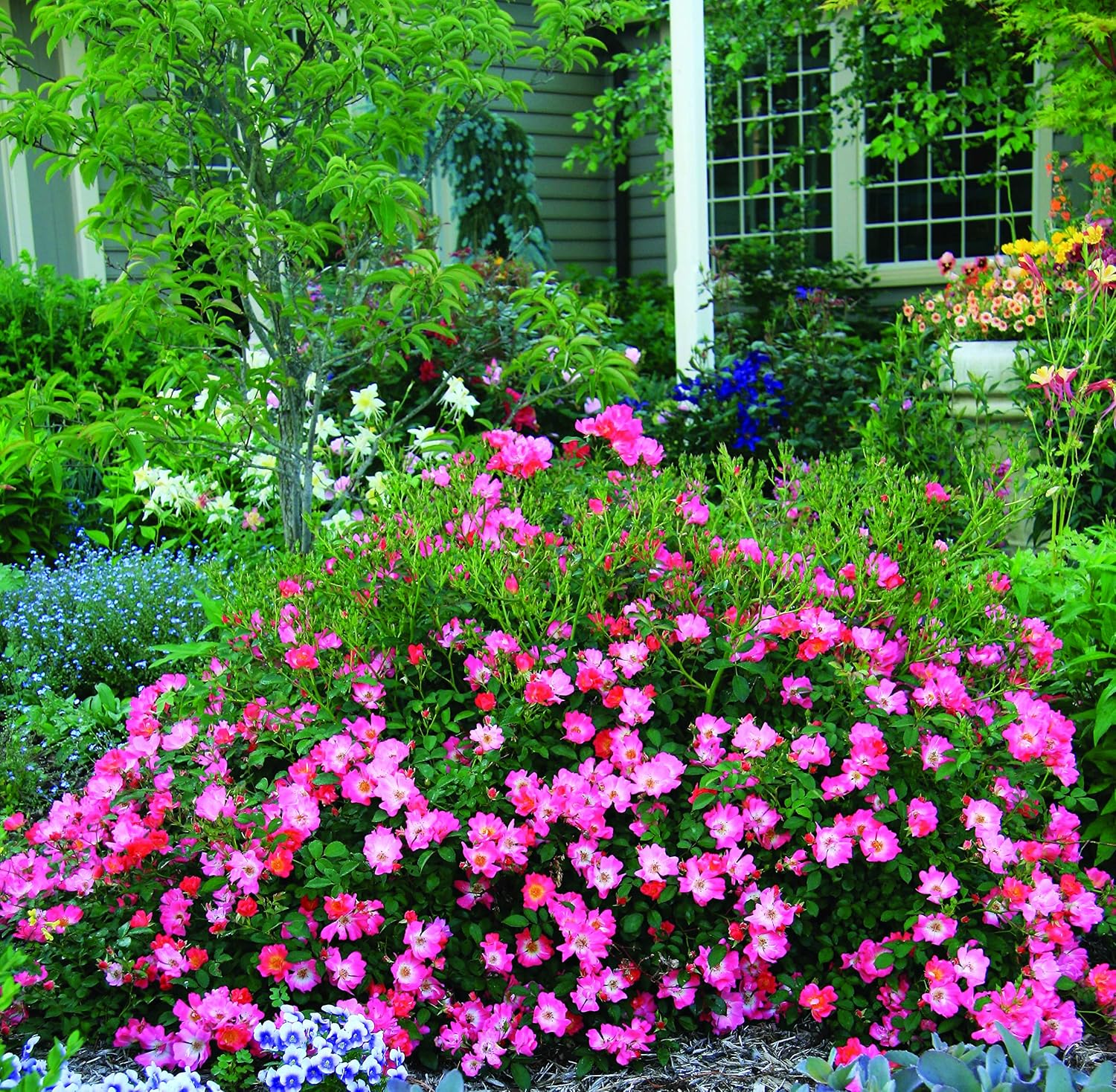 Perfect Plants Pink Drift Rose 1 Gallon, Live Plant Includes Planting Guide