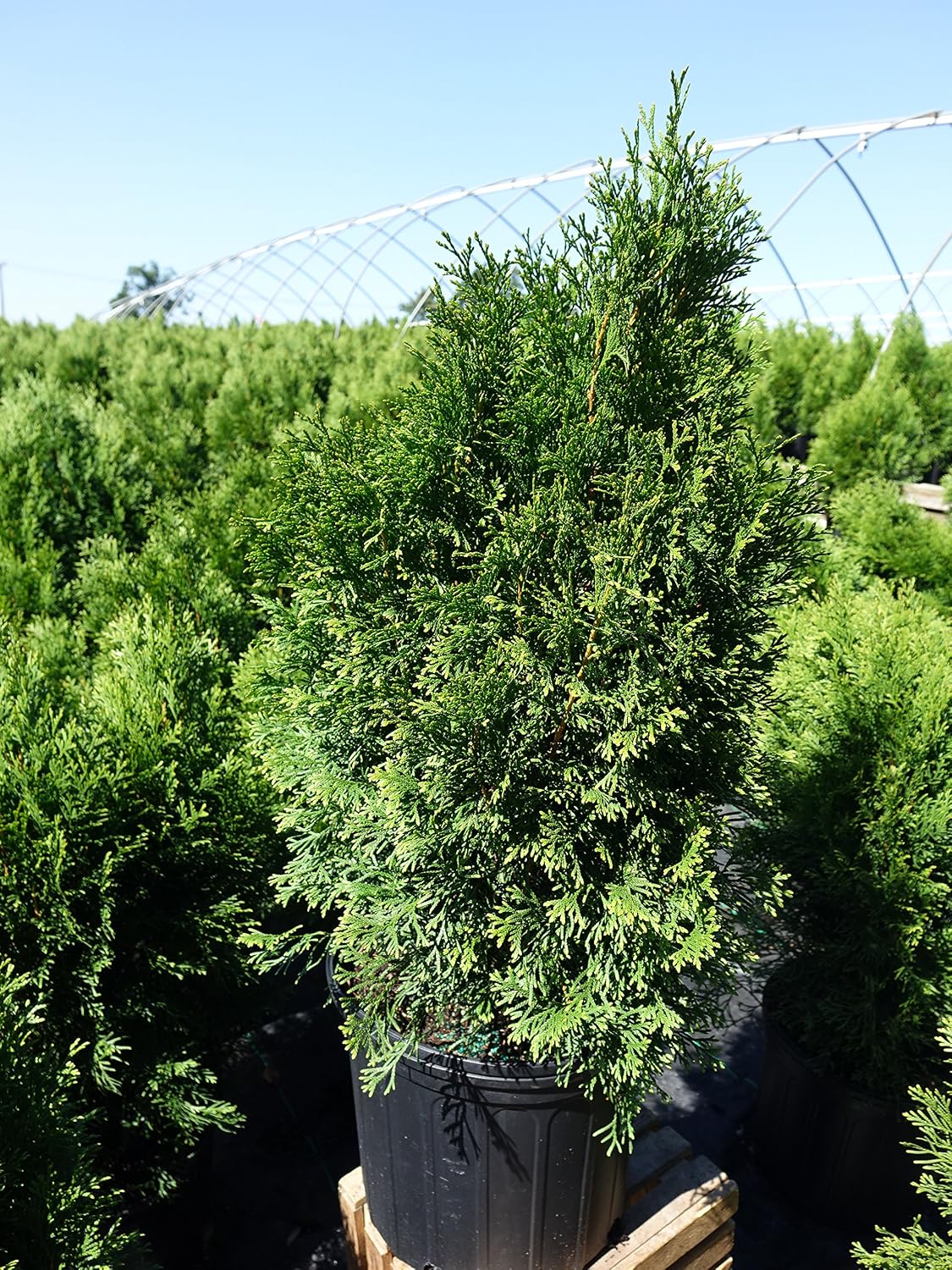 Live Plant Thuja-X Green Giant Evergreen Tree (Western Arborvitae), 3-Gallon Fully Potted Plant from Green Promise Farms