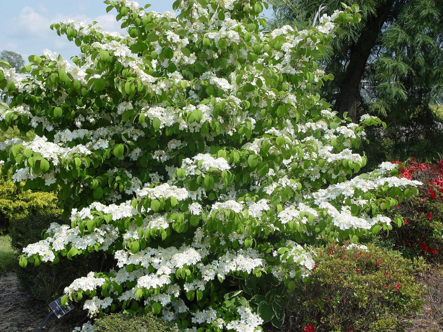 Viburnum p. t. 'Mariesii' (Doublefile Viburnum) Shrub, white flowers, #3 - Size Container
