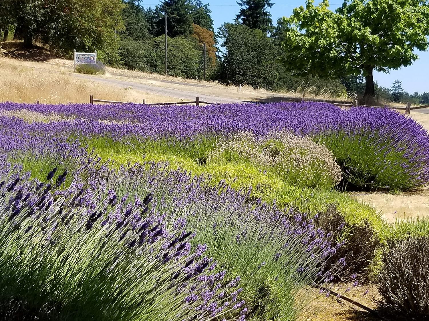 L+ French Provence Lavender — 1 Live Plant in 4" Pots — Blue-Purple Flowers — Fragrant, Bee-Friendly, Drought & Deer Resistant Perennial — Zones 5–9 — Grown in Sequim, WA