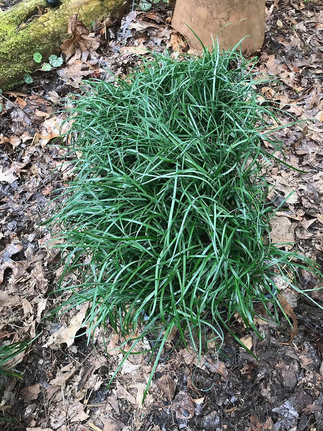 Mondo Grass (Ophiopogon japonicus) 3.5 inch pots. (30)