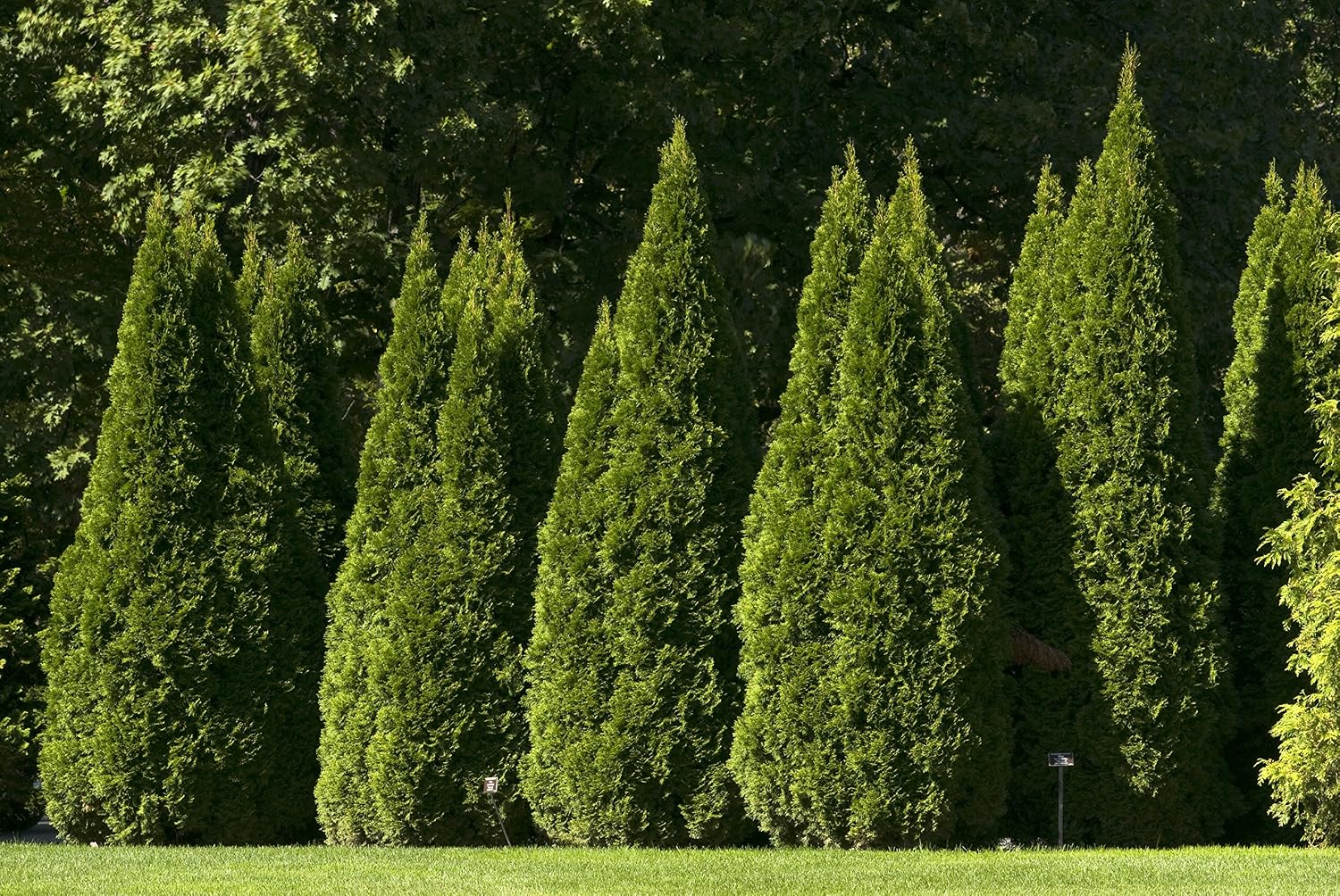 Live Plant Thuja-X Green Giant Evergreen Tree (Western Arborvitae), 3-Gallon Fully Potted Plant from Green Promise Farms