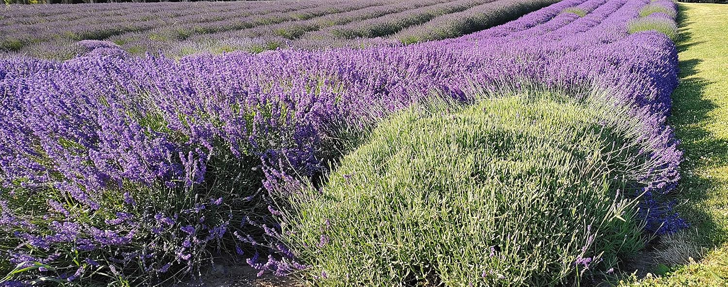 L+ French Provence Lavender — 1 Live Plant in 4" Pots — Blue-Purple Flowers — Fragrant, Bee-Friendly, Drought & Deer Resistant Perennial — Zones 5–9 — Grown in Sequim, WA