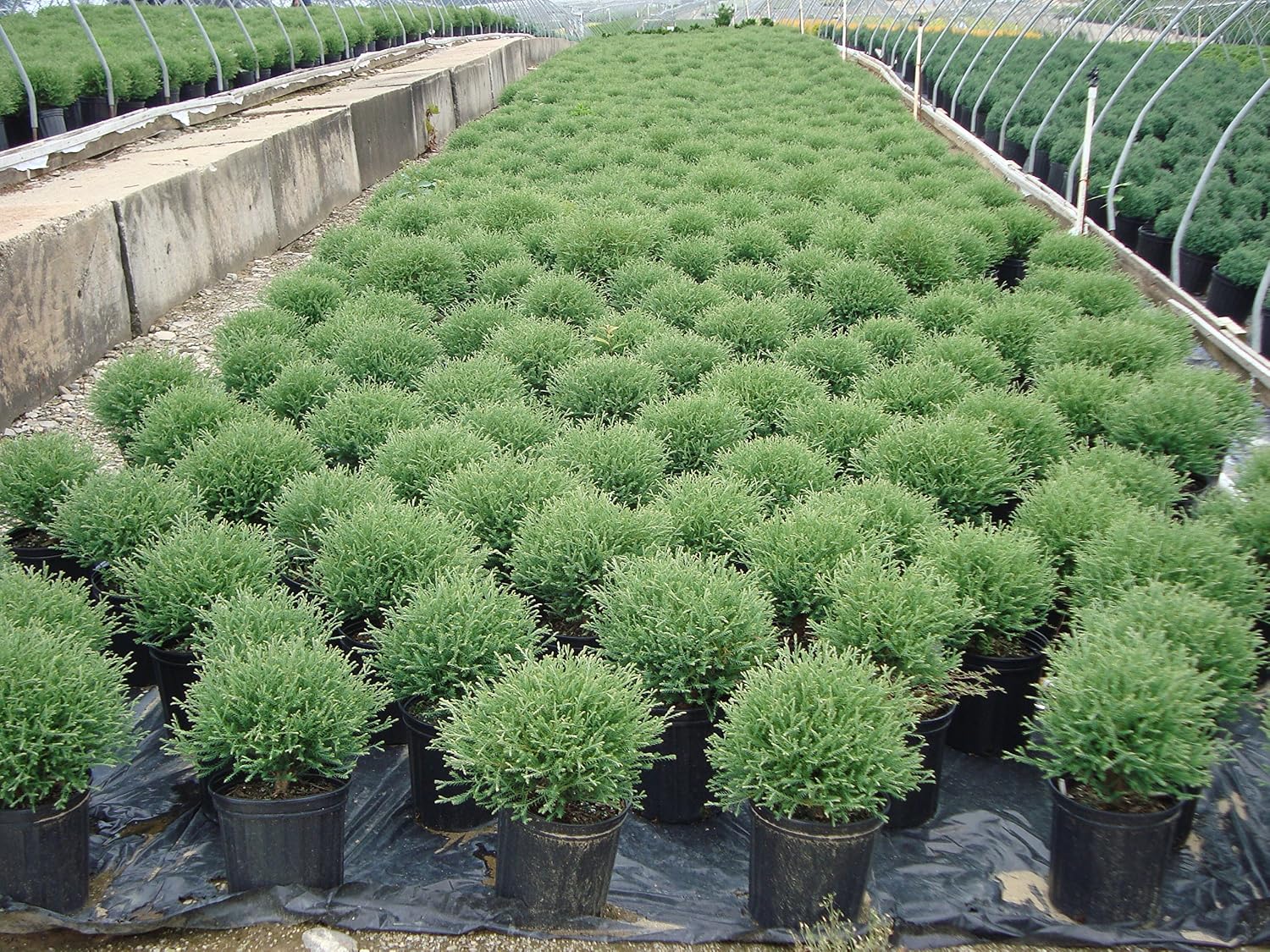 Live Plant Thuja-X Green Giant Evergreen Tree (Western Arborvitae), 3-Gallon Fully Potted Plant from Green Promise Farms