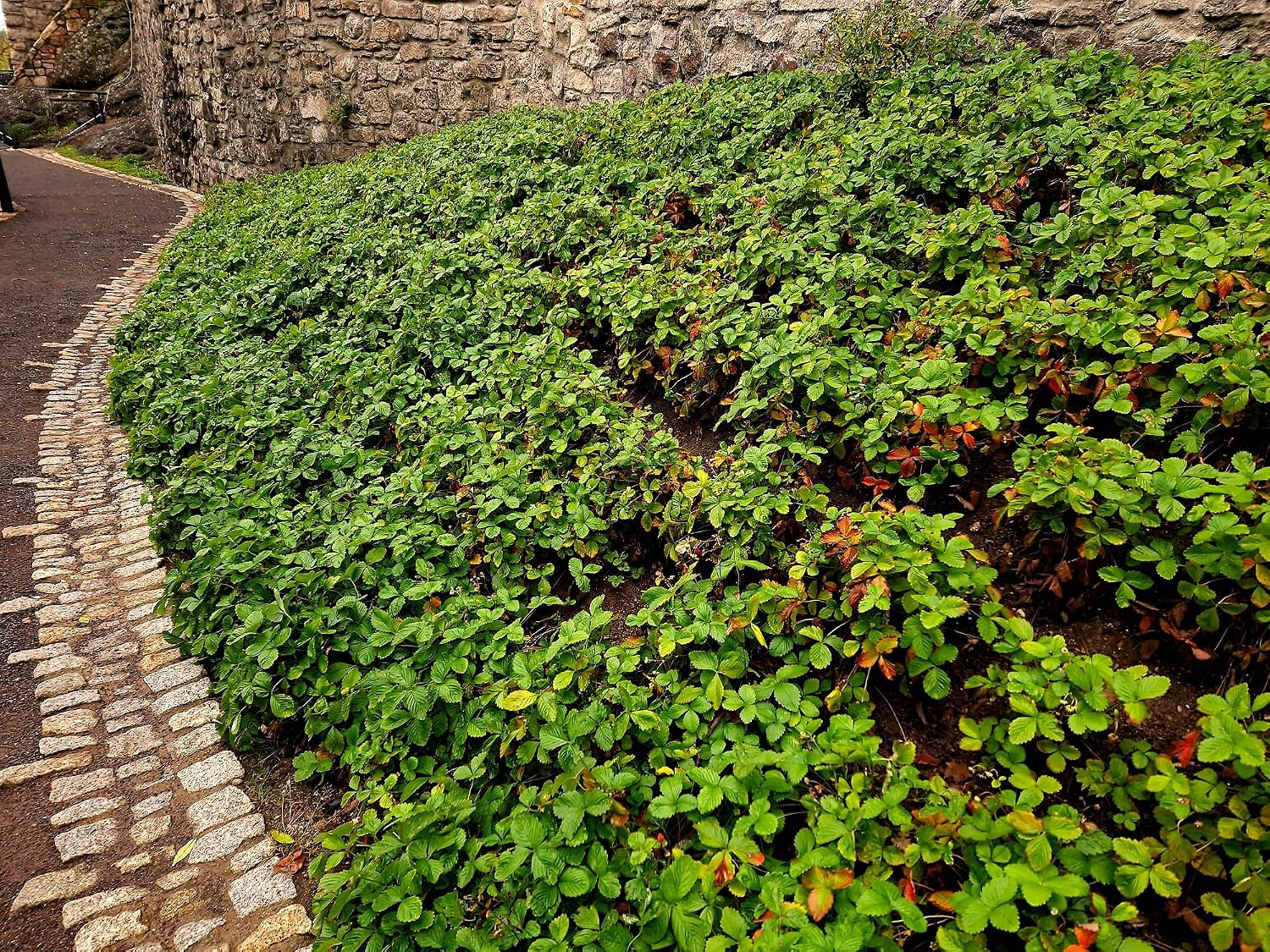 Live Ground-Cover Plants - Pachysandra Terminalis + Japanese Spurge - [Qty: 25 Bare Roots] - (Click for Other Available Plants/Quantities)