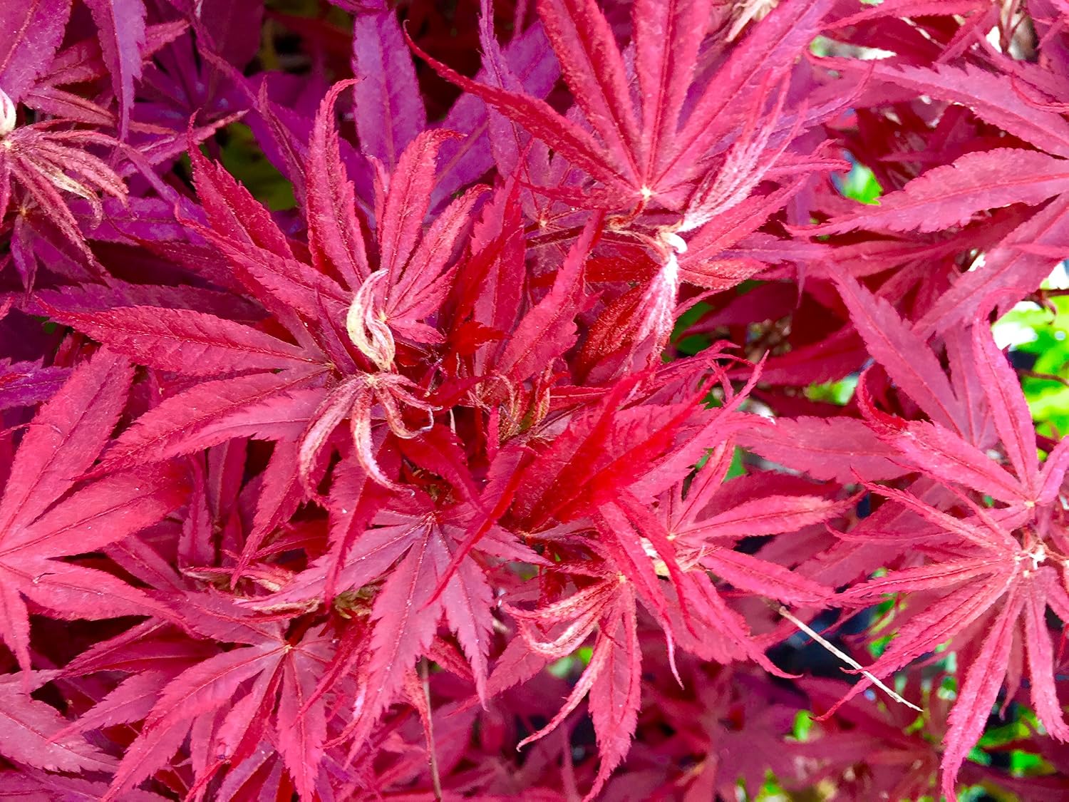 Pixie Dwarf Japanese Maple 2 - Year Live Tree