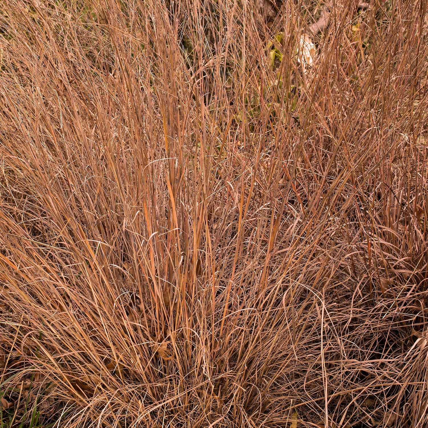 Outsidepride Perennial Little Bluestem Grass Seed - 1 lb. Warm Season, Drought Resistant, Long-Lived Native Prairie Grass Seed, Ideal for Erosion Control, Ornamental Landscaping & Wildlife Gardens