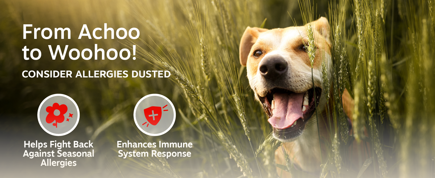 dog allergies