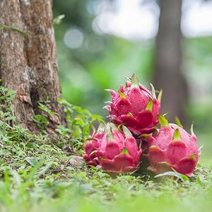 Ripe Dragon Fruit