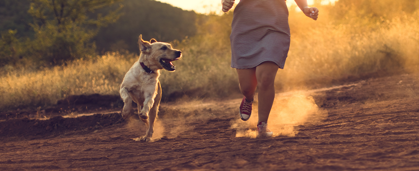 dog bladder support, urinary health, incontinence relief, cranberry chews, senior dog supplement