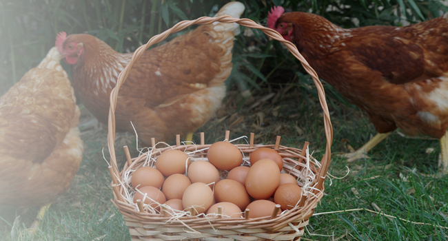 16% Protein to Support Egg Function