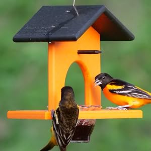 single cup oriole feeder with pegs for oranges, amish made with poly lumber