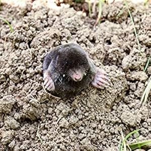 mole repellent, gopher repellent