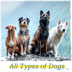 safe for all dogs